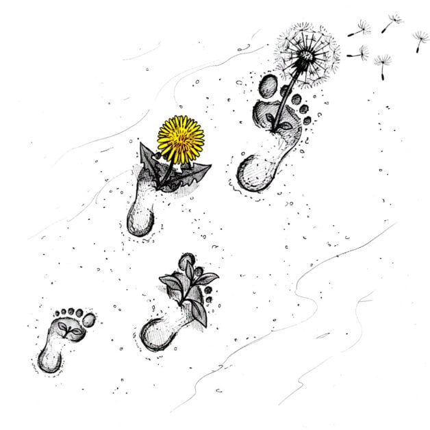 A black and white line drawing of a trail of footprints in the sand. Small plants and a bright yellow dandelion grow out of the footprints, with a dandelion seed head releasing seeds into the wind at the end of the trail.