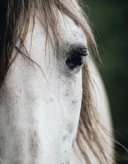 Horse face close-up at The Honest Whisper, highlighting equine welfare.
