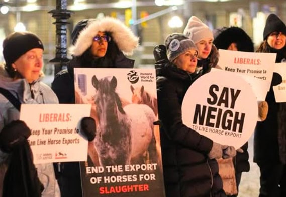 Protesters holding signs against horse export and slaughter in Canada.