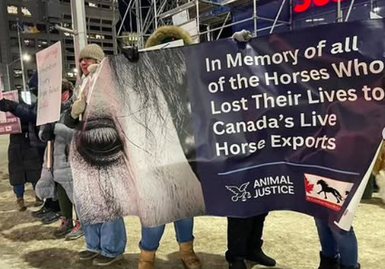 Protesters hold a banner honoring horses lost to Canada's live horse exports.