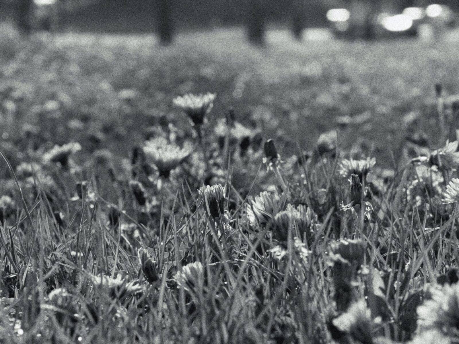 The Surprising Health Benefits of Dandelions and Other Edible Weeds