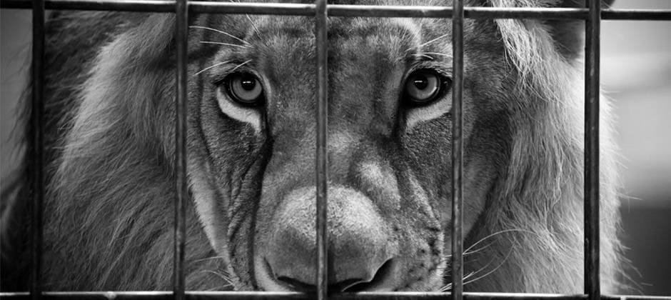 The Detrimental Impact of Zoos on Animal Welfare and Behaviour