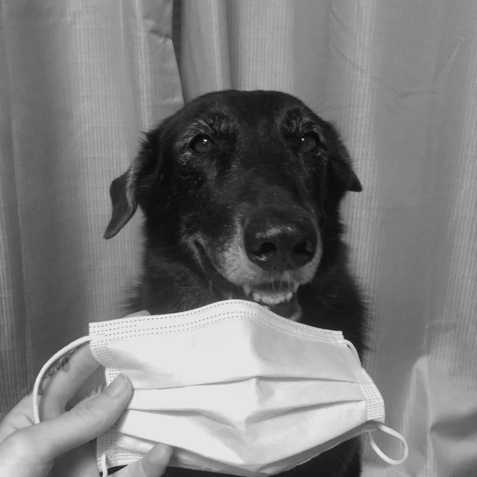 Black and white photo of a dog with a face mask.