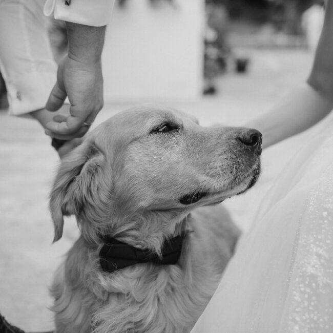 mans best friend blog vegan dog vegetarian wedding bowtie cute bow tie retriever animals animal rights liberation blog writer