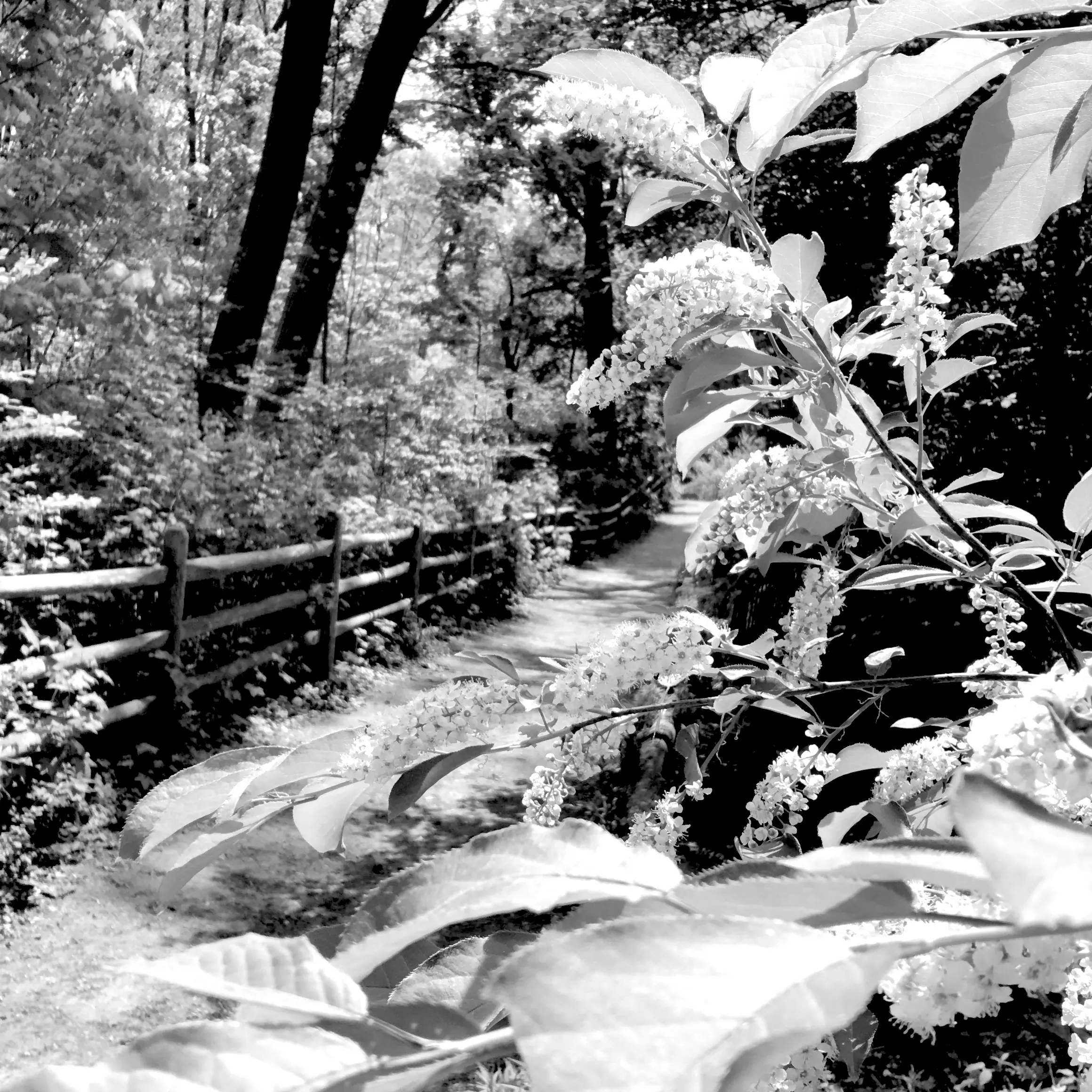 Black and white photo of trail in a forest. Foliage surrounding image and trail.