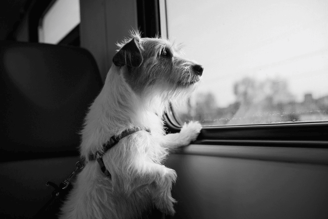A dog with its paws resting on the window of a moving train, looking out with a curious expression.