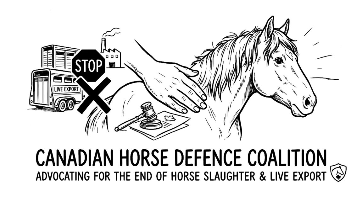 A black-and-white line art illustration showing a hand protectively resting on the neck of a horse. In the background, symbols of the horse slaughter industry and live export trucks are marked with a large "X" and a stop sign. A gavel rests on a Canadian legal document in the center. The bottom features the Canadian Horse Defence Coalition logo and mission statement.
