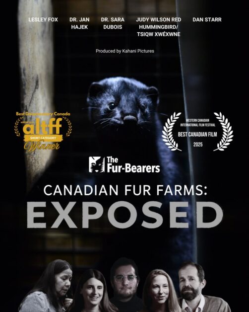 Black bear cub behind bars in a Canadian fur farm setting.