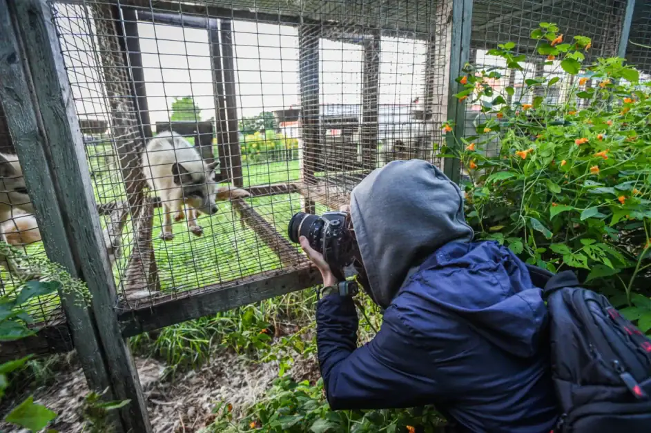 Raccoon captured through wire mesh in a wildlife sanctuary.