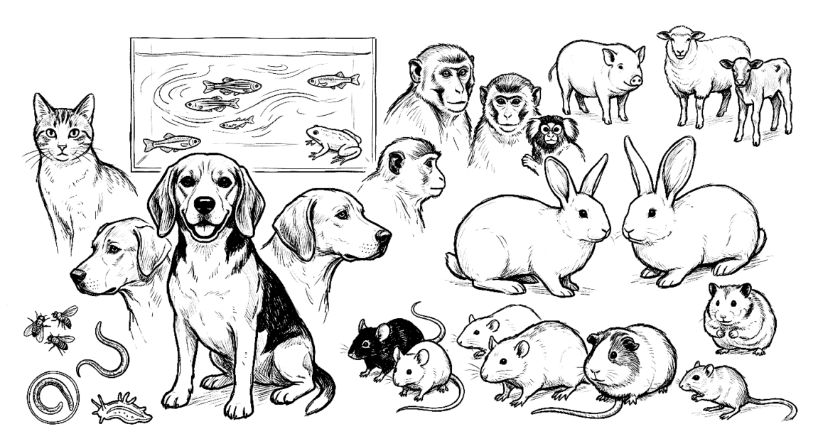 Illustration of various animals including dogs, cats, rabbits, pigs, and mice, highlighting animal d.