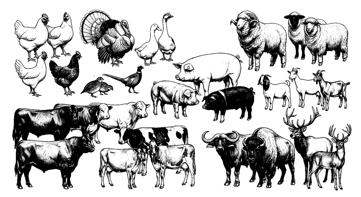Farm animals illustration with various species and breeds.