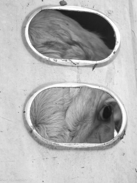 Close-up of a cow peering through two oval-shaped windows in a slaughterhouse transport truck.